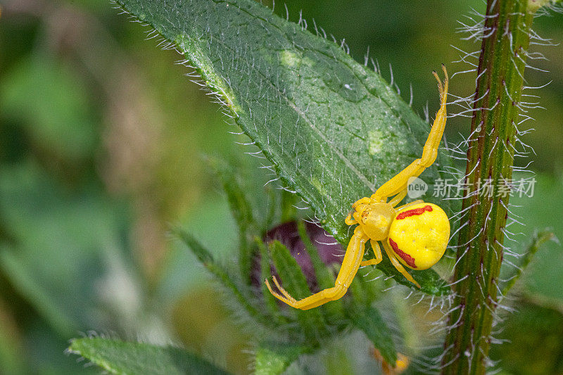 Thomise变异雌性，(Misumena tiva)，蟹蛛，雌性黄花蟹蛛。